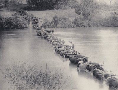 Come si attraversano i fiumi nel Transvaal da South African Photographer