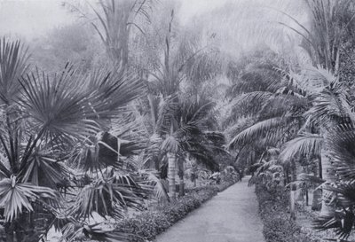 Viale delle Palme, Giardini Botanici, Durban da South African Photographer