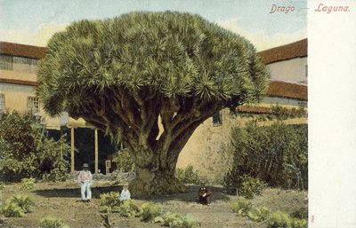 Albero del drago (foto a colori) da Spanish Photographer