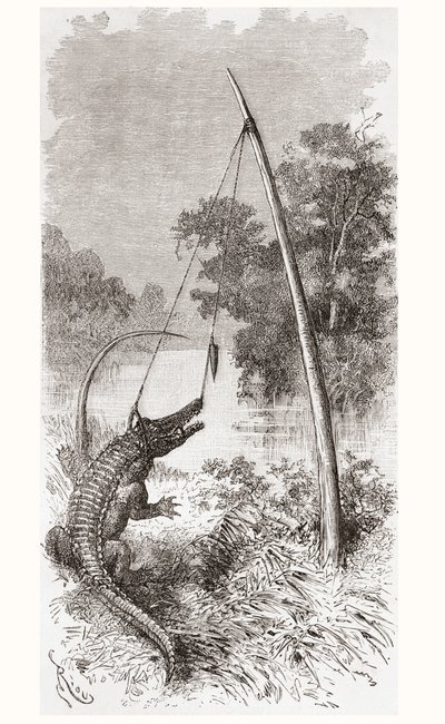Una trappola per alligatori sul fiume Oyapock o Oiapoque, che forma il confine tra la Guyana Francese e il Brasile da Spanish School