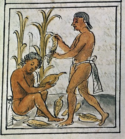 Codice della conquista del Messico: raccolta del mais da Spanish School