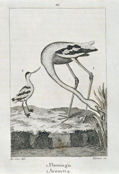 Fenicottero e Avosetta, da Una Storia della Terra e della Natura Animata, Londra 1816 da Spanish School