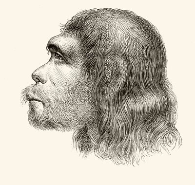 Testa di un Uomo di Neanderthal, da 