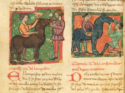 Ms 214 fol.26v Curare la glossite in un cavallo, da Libro de Menescalcia y Albeyteria di Juan Alvarez, c.1390 da Spanish School