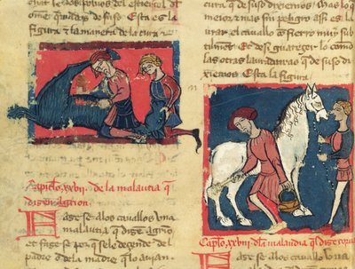 Ms 214 fol.38r Trattamento della rogna in un cavallo, da Libro de Menescalcia y Albeyteria di Juan Alvarez, c.1390 da Spanish School