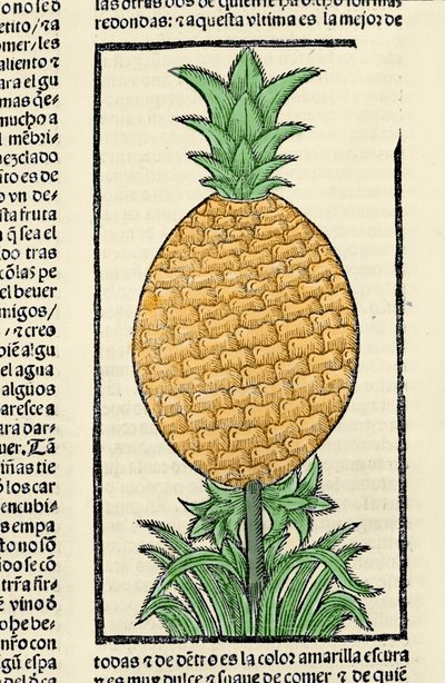 Rappresentazione di un ananas. Incisione dal libro 