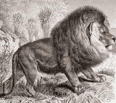 Il Leone del Capo, ora estinto, da 