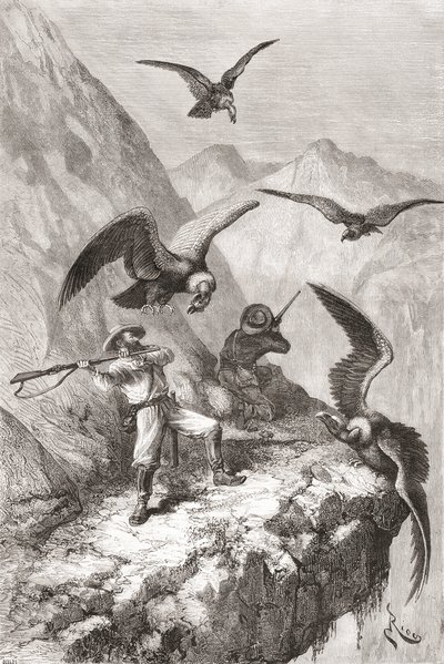 Édouard François André e compagno attaccati da condor vicino a Calacali, Provincia di Pichincha, Ecuador, durante la sua spedizione botanica ai piedi delle Ande nel 1875-76 da Spanish School