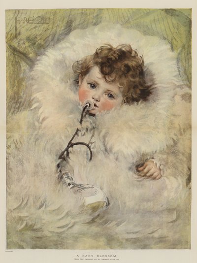 Un bocciolo di bambino da St. George Hare