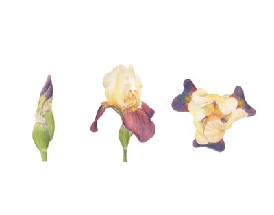 Iris Barbuto da Stacy Hsu
