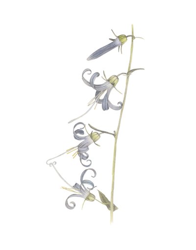 Campanula della California, 2015 da Stacy Hsu