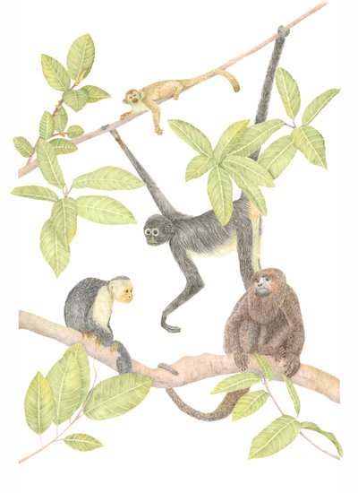 Scimmia della Costa Rica da Stacy Hsu