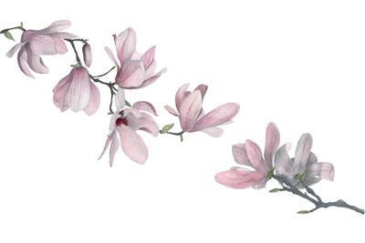 Magnolia da Stacy Hsu