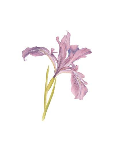 Ritratto di un Iris da Stacy Hsu