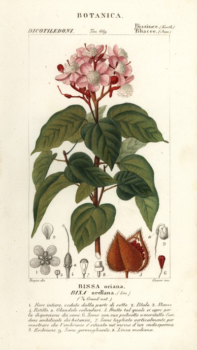 Achiote o albero del rossetto, Bixa orellana da Stanghi Stanghi