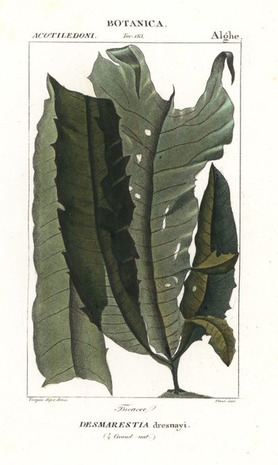 Alga acida o capelli di sirena, Desmarestia dresnayi da Stanghi Stanghi