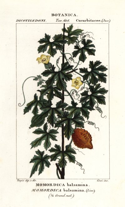 Cetriolo africano, Momordica balsamina da Stanghi Stanghi