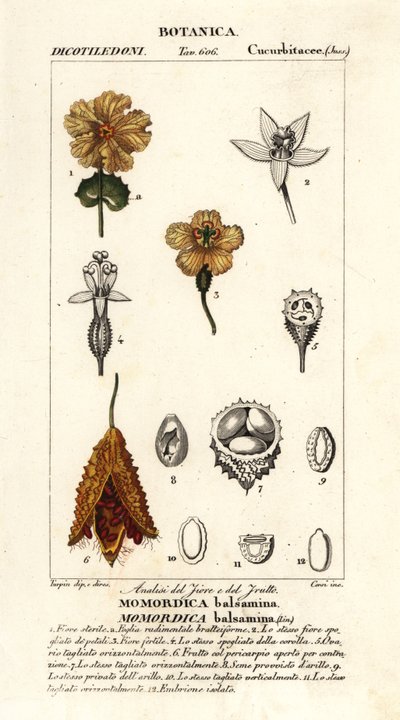 Cetriolo africano, Momordica balsamina da Stanghi Stanghi