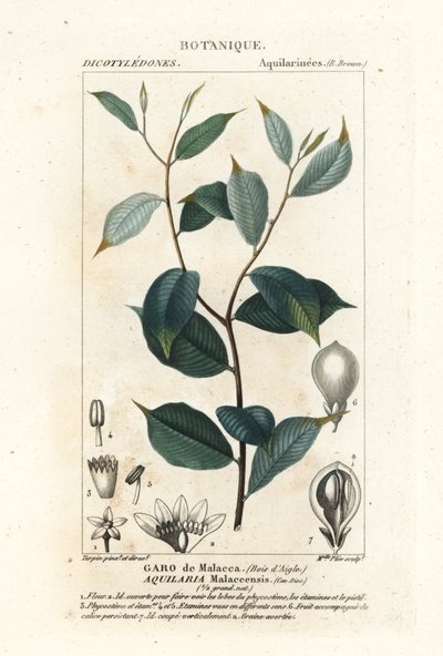 Agarwood, Aqualaria malaccensis Criticamente in pericolo da Stanghi Stanghi
