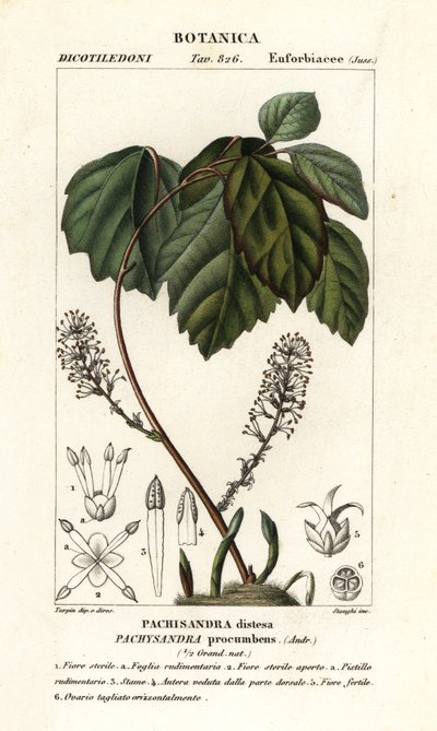 Pachysandra procumbens da Stanghi Stanghi