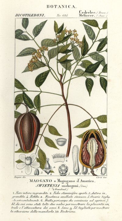 Mogano americano, Swietenia mahagoni da Stanghi Stanghi