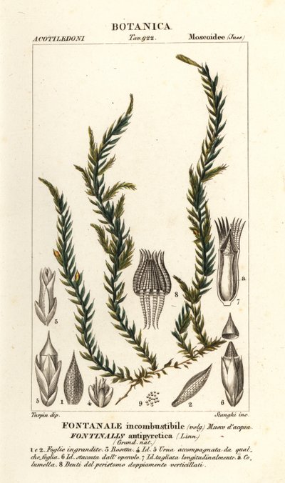 Muschio antifever fontinalis, Fontinalis antipyretica da Stanghi Stanghi