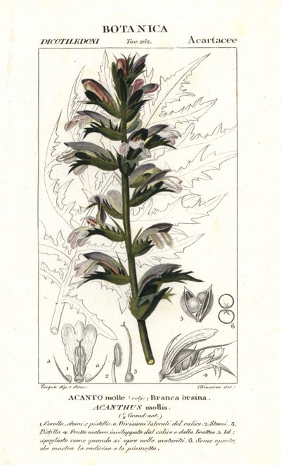 Acanto o orso spinoso, Acanthus mollis da Stanghi Stanghi