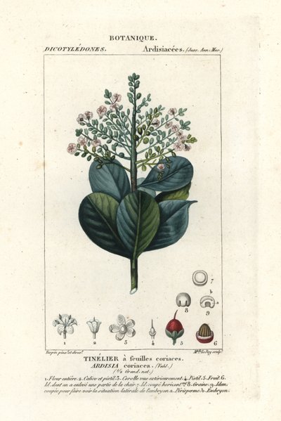 Ardisia coriacea da Stanghi Stanghi
