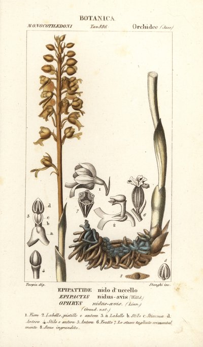 Orchidea nido d