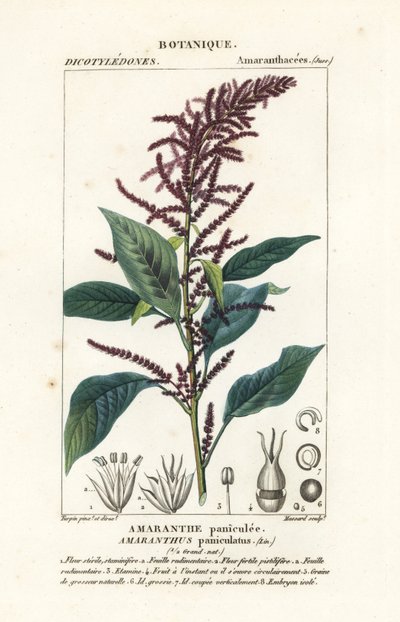 Amaranto sanguigno, Amaranthus cruentus da Stanghi Stanghi