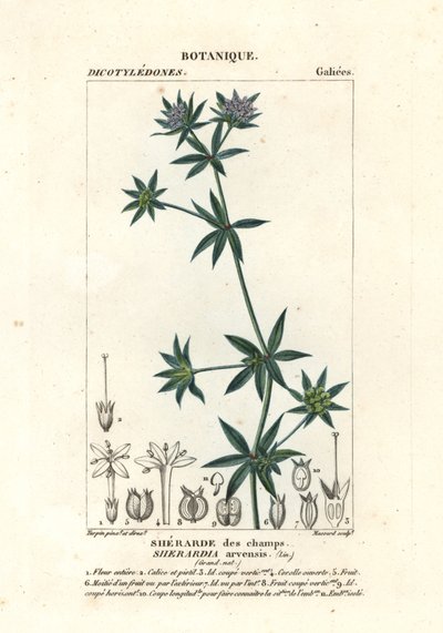 Sherardia arvensis da Stanghi Stanghi