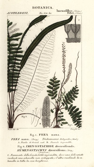 Felce setolosa, Trichomanes botryoides da Stanghi Stanghi