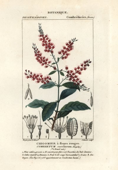 Combretum coccineum da Stanghi Stanghi