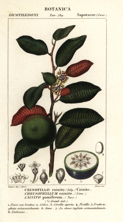 Cainito, Chrysophyllum cainito da Stanghi Stanghi