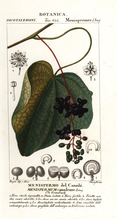 Lunaria canadese, Menispermum canadense da Stanghi Stanghi