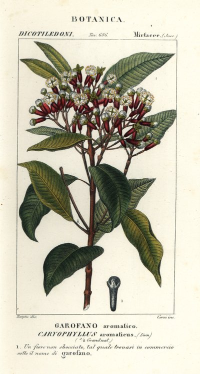 Chiodo di garofano, Syzygium aromaticum da Stanghi Stanghi