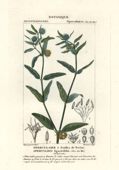 Erba puzzolente grossolana, Opercularia aspera da Stanghi Stanghi