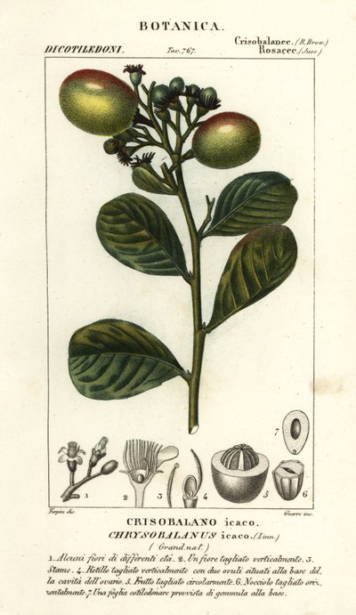 Cocoplum, Chrysobalanus icaco da Stanghi Stanghi