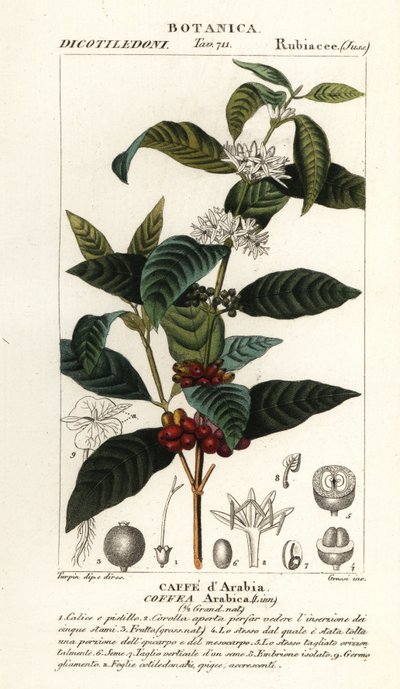 Caffè, Coffea arabica da Stanghi Stanghi