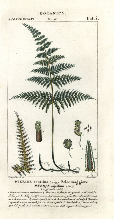 Felce aquilina, Pteridium aquilinum da Stanghi Stanghi