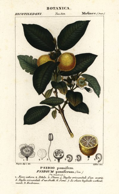 Guava comune, Psidium guajava da Stanghi Stanghi
