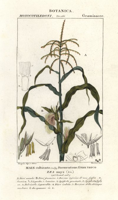 Mais, Zea mays da Stanghi Stanghi