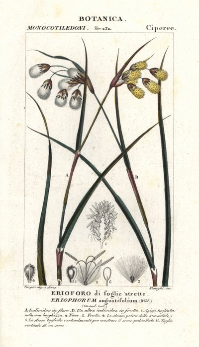 Eriophorum angustifolium da Stanghi Stanghi