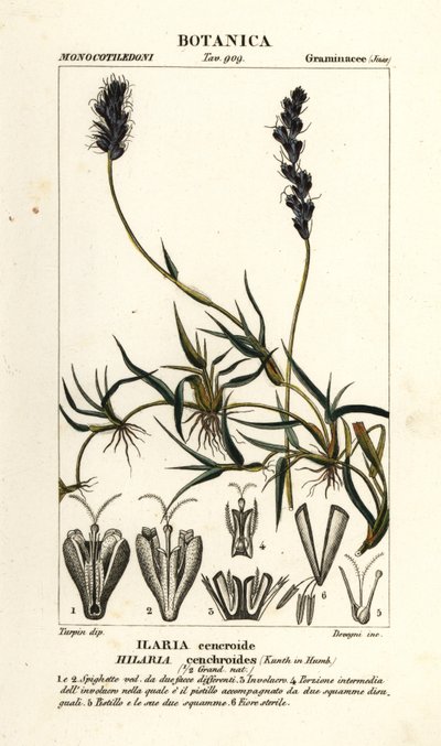 Mesquite riccio, Hilaria cenchroides da Stanghi Stanghi