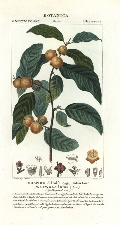 Dattero, Diospyros lotus da Stanghi Stanghi