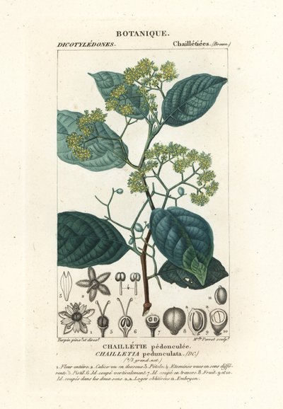 Dichapetalum pedunculatum da Stanghi Stanghi