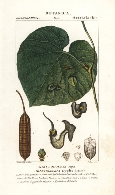 Aristolochia macrophylla da Stanghi Stanghi