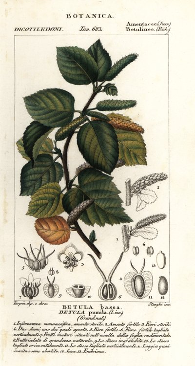 Betulla nana, Betula pumila da Stanghi Stanghi