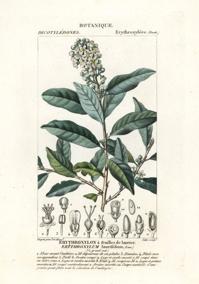 Erythroxylum laurifolium da Stanghi Stanghi