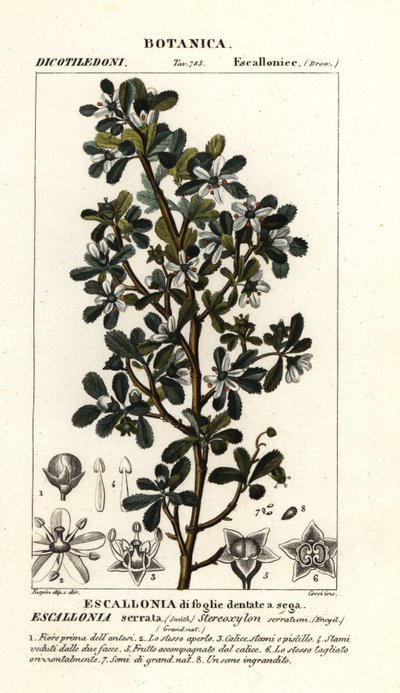 Escallonia serrata da Stanghi Stanghi